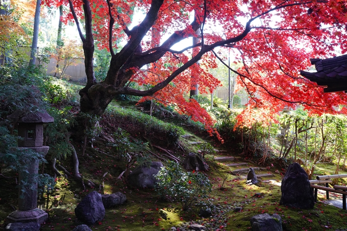 京都_紅葉_2020_栄摂院　No13