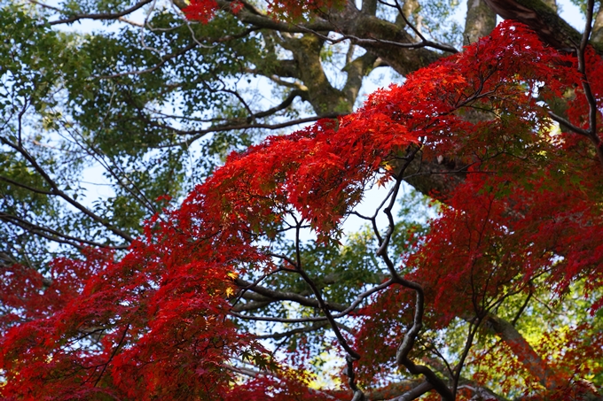 京都_紅葉_2020_栄摂院　No14