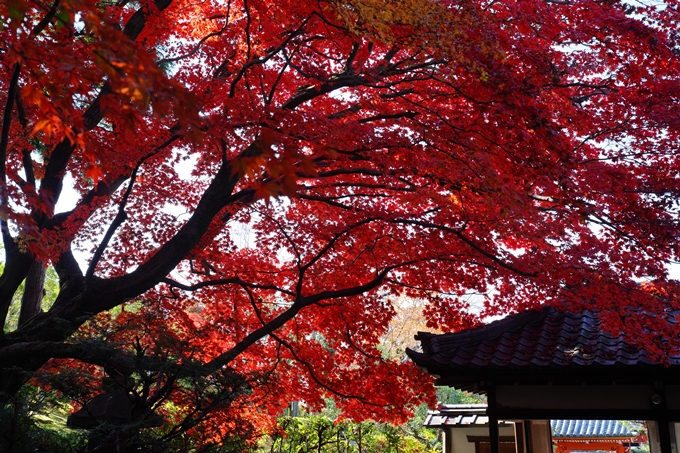 京都_紅葉_2020_栄摂院　No18