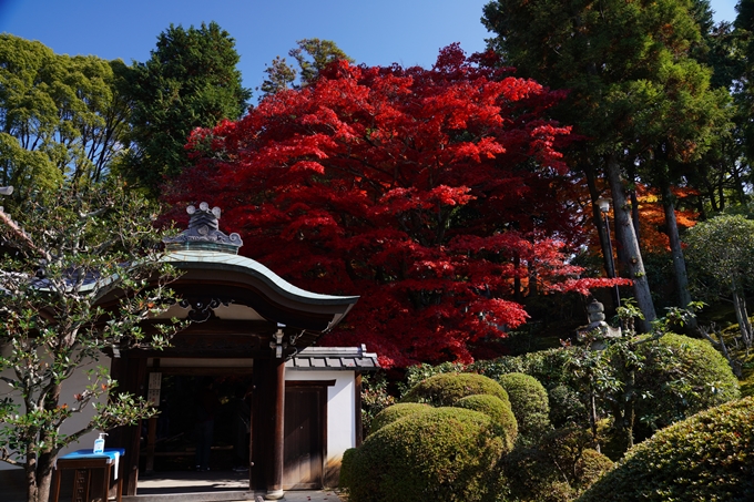 京都_紅葉_2020_栄摂院　No19