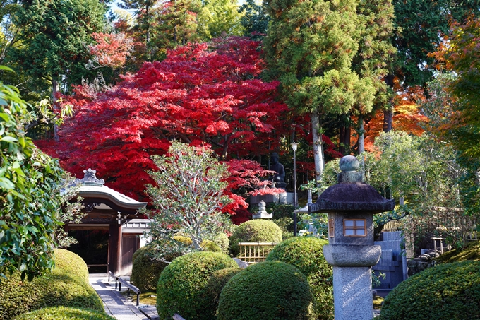 京都_紅葉_2020_栄摂院　No20