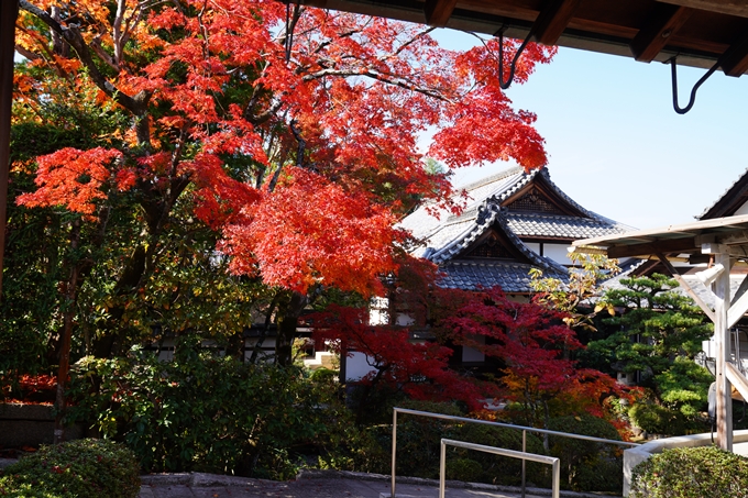 京都_紅葉_2020_栄摂院　No21