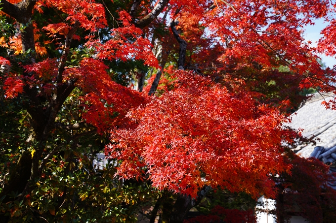 京都_紅葉_2020_栄摂院　No22