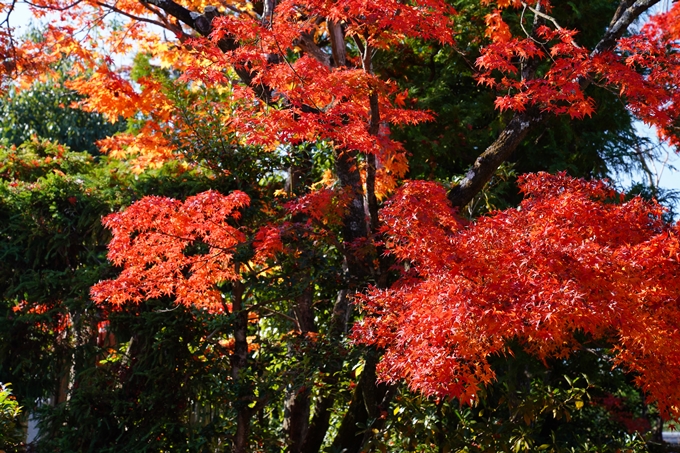 京都_紅葉_2020_栄摂院　No23