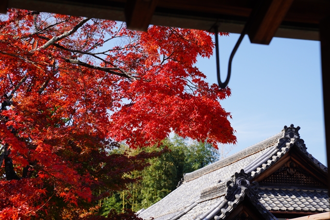 京都_紅葉_2020_栄摂院　No24