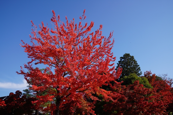 京都_紅葉_2020_真如堂　No3