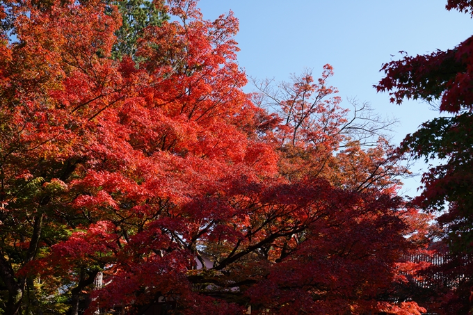 京都_紅葉_2020_真如堂　No5