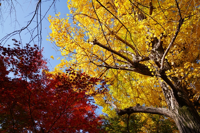 京都_紅葉_2020_真如堂　No7