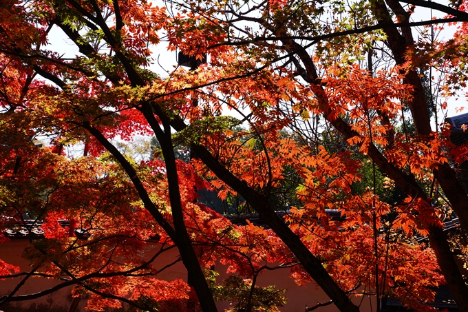 京都_紅葉_2020_真如堂　No8