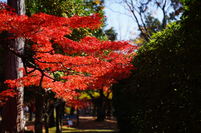 京都_紅葉_2020_真如堂　No10