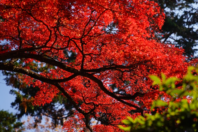 京都_紅葉_2020_真如堂　No11