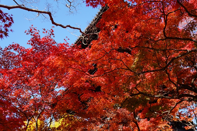 京都_紅葉_2020_真如堂　No12