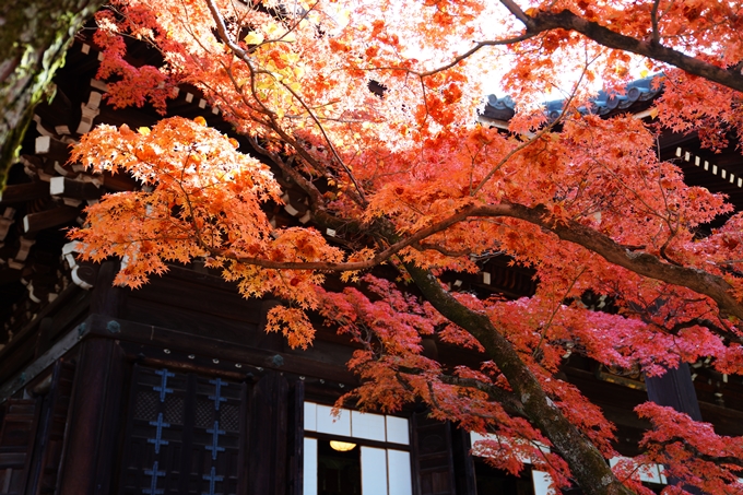 京都_紅葉_2020_真如堂　No16