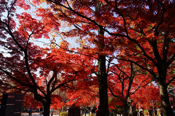 京都_紅葉_2020_真如堂　No17