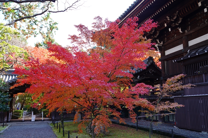 京都_紅葉_2020_真如堂　No18