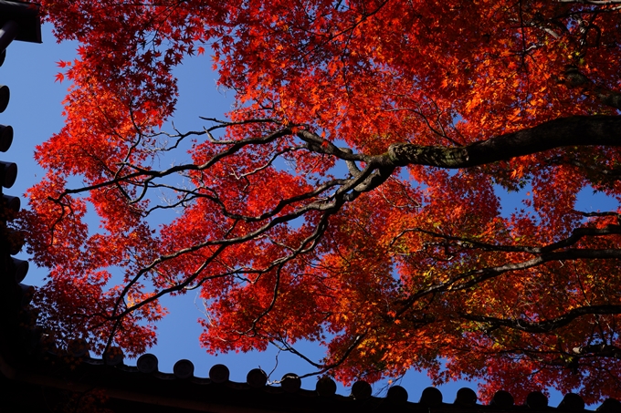 京都_紅葉_2020_真如堂　No20