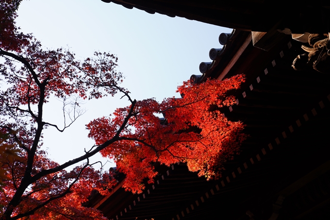 京都_紅葉_2020_真如堂　No21