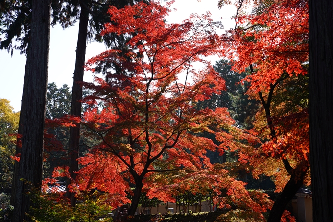 京都_紅葉_2020_真如堂　No23