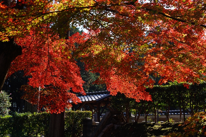 京都_紅葉_2020_真如堂　No25