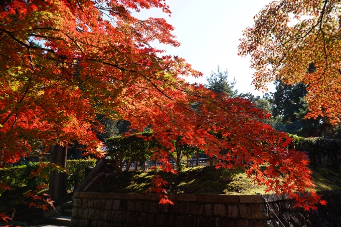 京都_紅葉_2020_真如堂　No26