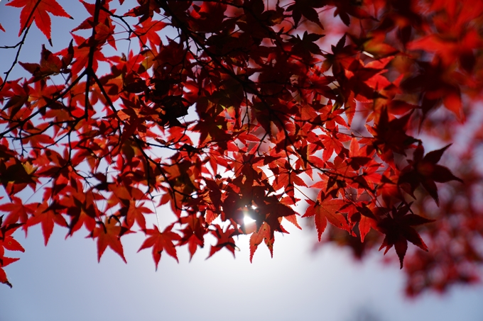 京都_紅葉_2020_真如堂　No27