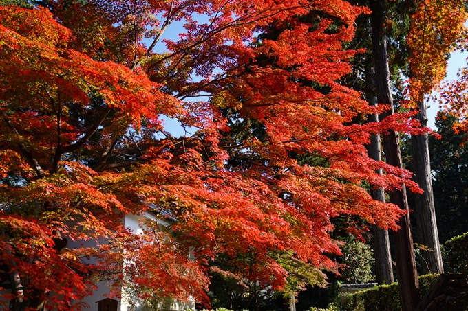 京都_紅葉_2020_真如堂　No28