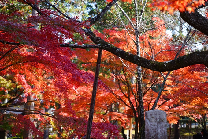 京都_紅葉_2020_真如堂　No30