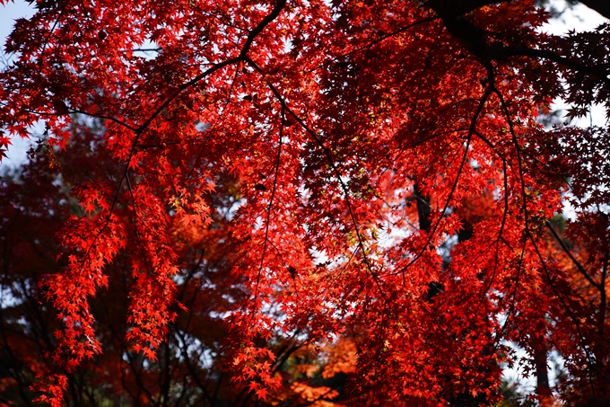 京都_紅葉_2020_真如堂　No31