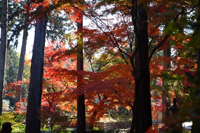 京都_紅葉_2020_真如堂　No32