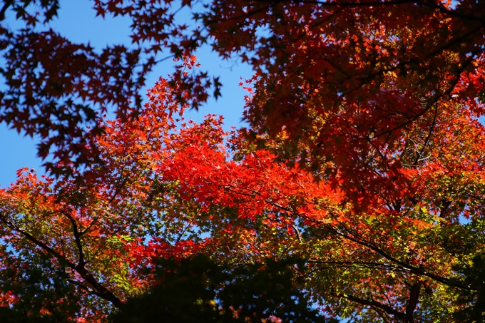 京都_紅葉_2020_真如堂　No33