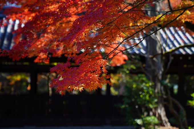 京都_紅葉_2020_真如堂　No37