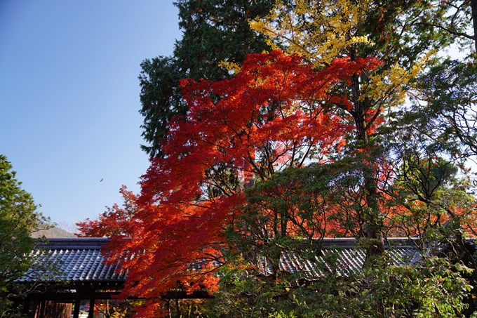 京都_紅葉_2020_真如堂　No38