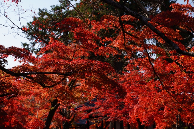 京都_紅葉_2020_真如堂　No39