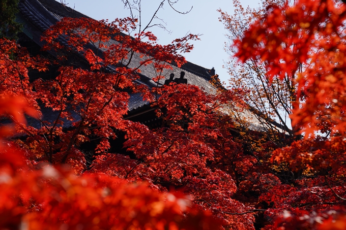 京都_紅葉_2020_真如堂　No40