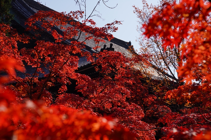 京都_紅葉_2020_真如堂　No40