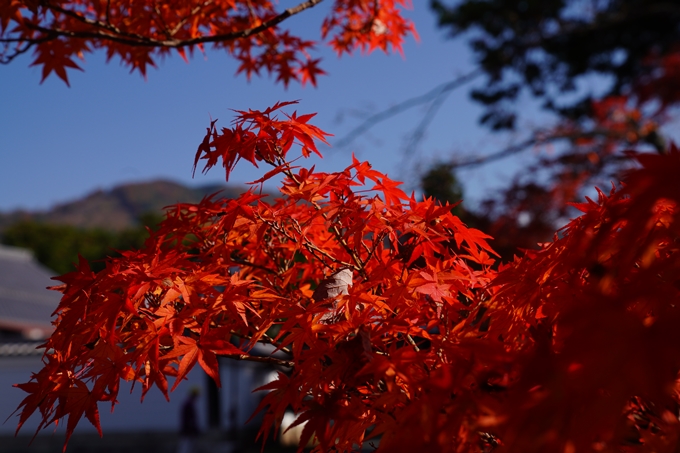 京都_紅葉_2020_真如堂　No42