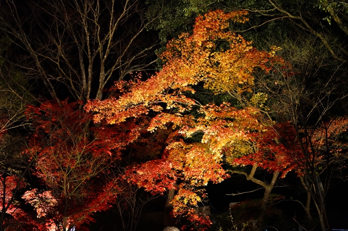 京都_紅葉_2020_出雲大神宮　No8