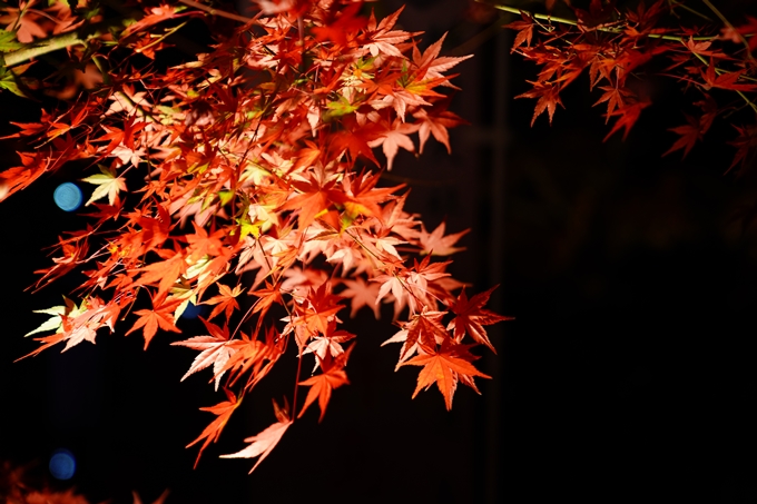 京都_紅葉_2020_出雲大神宮　No9