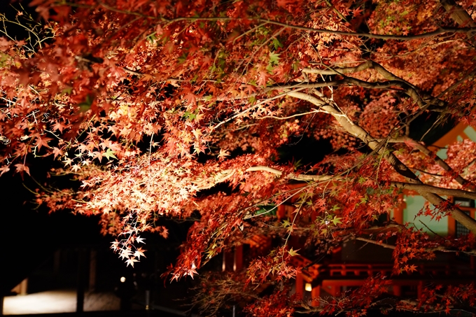 京都_紅葉_2020_出雲大神宮　No16