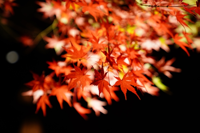 京都_紅葉_2020_出雲大神宮　No23