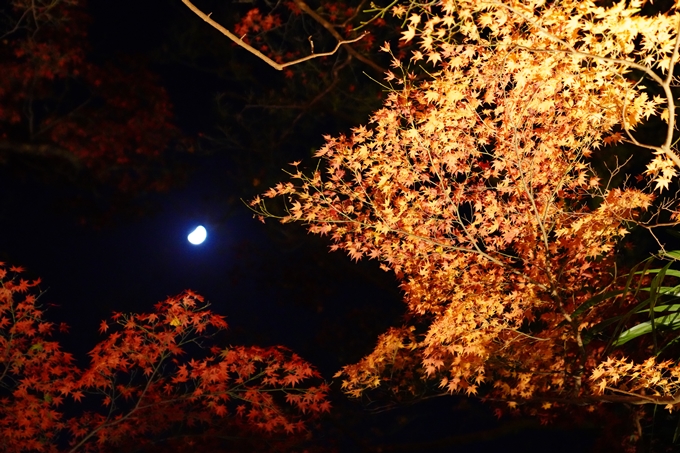 京都_紅葉_2020_出雲大神宮　No24