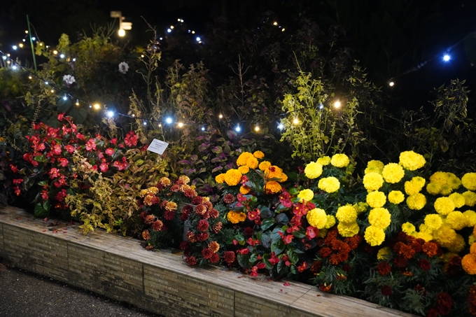 京都_紅葉_2020_植物園　No3