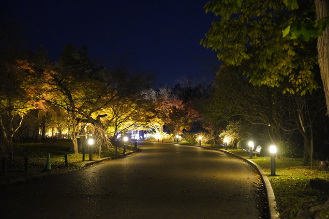 京都_紅葉_2020_植物園　No5