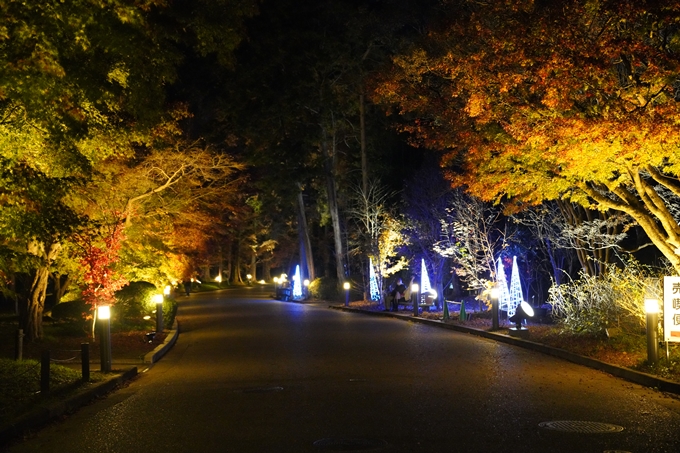 京都_紅葉_2020_植物園　No6