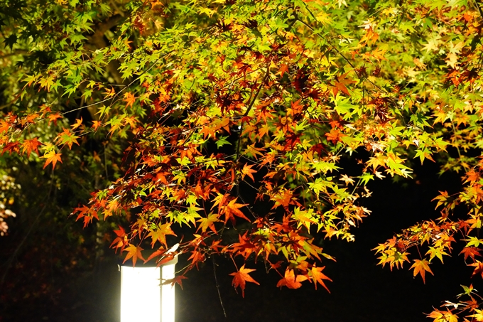 京都_紅葉_2020_植物園　No7