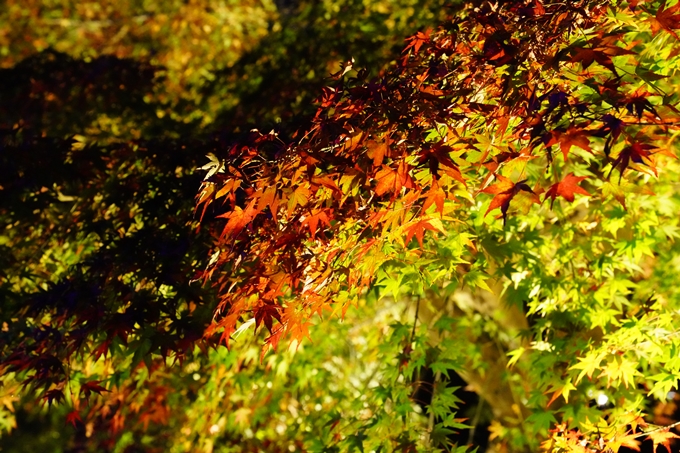 京都_紅葉_2020_植物園　No8