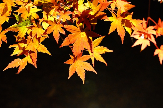 京都_紅葉_2020_植物園　No9