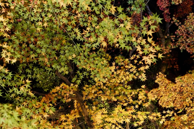 京都_紅葉_2020_植物園　No11