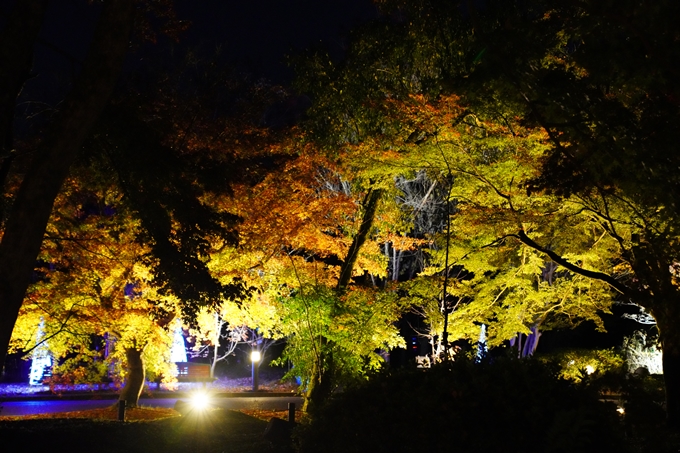 京都_紅葉_2020_植物園　No12