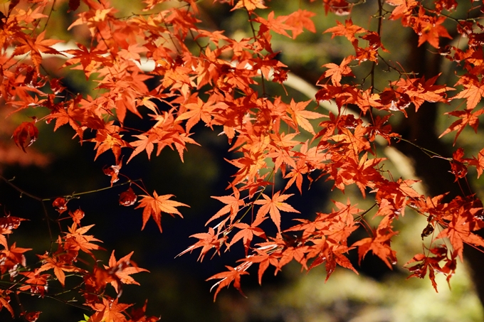 京都_紅葉_2020_植物園　No13